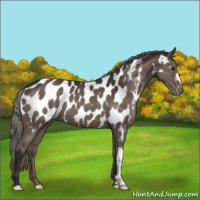 Horse Color:Liver Chestnut Mushroom Appaloosa