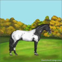 Horse Color:Blue Roan Frame Near Fewspot 