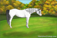 Horse Color:White Spotted Blue Roan Near Fewspot 