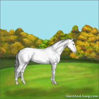 Horse Color:White Spotted Blue Roan Splash Appaloosa 