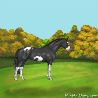 Horse Color:Blue Roan Splash Frame Appaloosa 