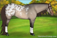 Horse Color:Bay Roan Dun Appaloosa