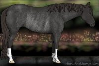 Horse Color:Liver Chestnut Rabicano