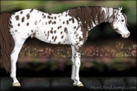 Horse Color:White Spotted Liver Chestnut Appaloosa Rabicano