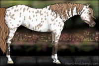 Horse Color:Liver Red Dun Appaloosa Rabicano