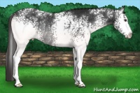 Horse Color:White Spotted Liver Chestnut Rabicano 