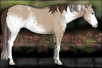 Horse Color:White Spotted Liver Red Dun 