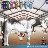 Horse Color:White Spotted Liver Chestnut Rabicano 