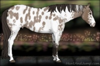 Horse Color:White Spotted Liver Red Dun Roan Appaloosa 