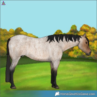Horse Color:Gray Bay Roan Dun 
