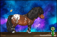Horse Color:White Spotted Bay Appaloosa