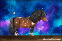 Horse Color:White Spotted Bay Appaloosa