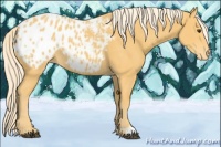 Horse Color:Palomino Appaloosa