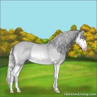 Horse Color:Silver Bay Chinchilla Splash
