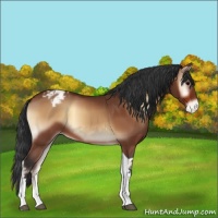Horse Color:Bay Onyx Tobiano Appaloosa 