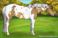 Horse Color:White Spotted Buckskin Tobiano Varnish 