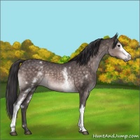 Horse Color:Platinum White Spotted Buckskin 