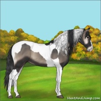Horse Color:Blue Onyx Tobiano 