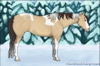 Horse Color:Amber Champagne Dun Splash Tobiano 