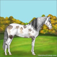 Horse Color:Brown Onyx Sabino 