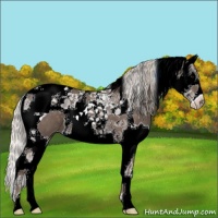 Horse Color:Silver Black Splash Tobiano Appaloosa 