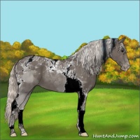 Horse Color:Silver Black Tobiano Varnish