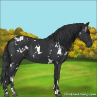 Horse Color:White Spotted Black 