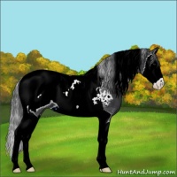Horse Color:Black Splash Tobiano Appaloosa 