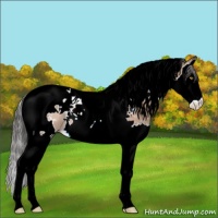 Horse Color:White Spotted Amber Champagne Splash Tobiano