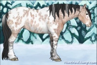Horse Color:Bay Ice Sabino Tobiano Appaloosa Rabicano 