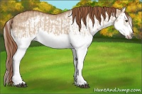 Horse Color:Red Dun Splash  and Red Dun Splash Frame 
