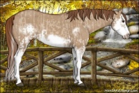 Horse Color:Red Dun Splash  and Red Dun Splash Frame 