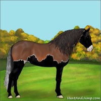 Horse Color:Bay Splash 