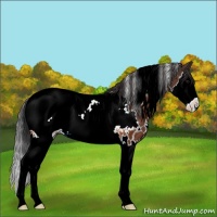 Horse Color:White Spotted Brown Splash Snowcap