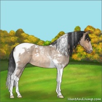 Horse Color:Bay Roan Dun Tobiano