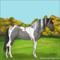 Horse Color:Grullo Roan Tobiano 