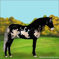 Horse Color:Amber Champagne Roan Splash Tobiano 