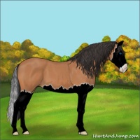 Horse Color:Bay Roan Splash 