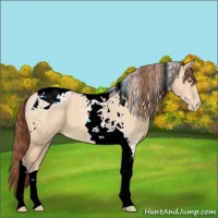 Horse Color:Amber Champagne Roan Dun Tobiano Appaloosa