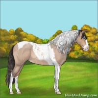Horse Color:Sable Champagne Roan Splash Tobiano