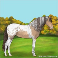 Horse Color:Amber Champagne Tobiano Appaloosa 