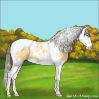 Horse Color:Amber Cream Champagne Splash Tobiano 