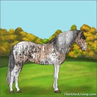 Horse Color:Black Tobiano and White Spotted Sable Champagne Tobiano