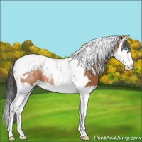 Horse Color:Bay Splash Tobiano