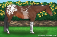 Horse Color:Bay Tobiano Appaloosa 