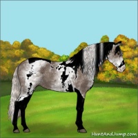 Horse Color:White Spotted Silver Black Tobiano 