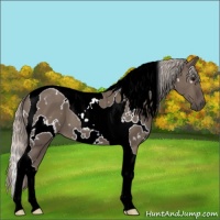 Horse Color:White Spotted Silver Grullo Tobiano 