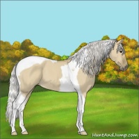 Horse Color:Silver Smoky Grullo Tobiano 