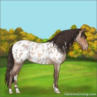 Horse Color:Sable Champagne Roan Appaloosa 
