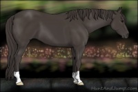 Horse Color:Smoky Black 